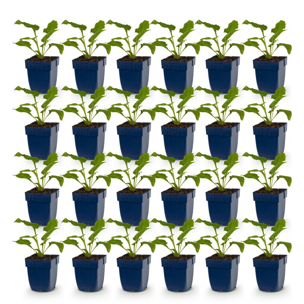 Vasteplant - Echinacea purp. Magnus - Zonnehoed - Bijen- en vlinderlokkers - Roze - 24 Planten - Pot 11cm - Hoogte 15-25cm