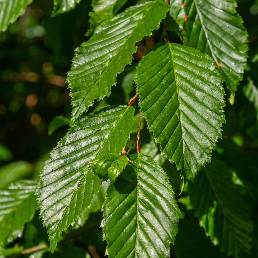 Palletdeal Haagplanten:  50 Carpinus Betulus ↕ 60-80 - Ø 19cm | Mini Pallet