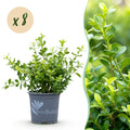 Buxus Haag - BetterBuxus Babylon Beauty - Resistant tegen de Buxus schimmel - 8 planten - 1 strekkende meter - pot 9cm hoogte 20-25