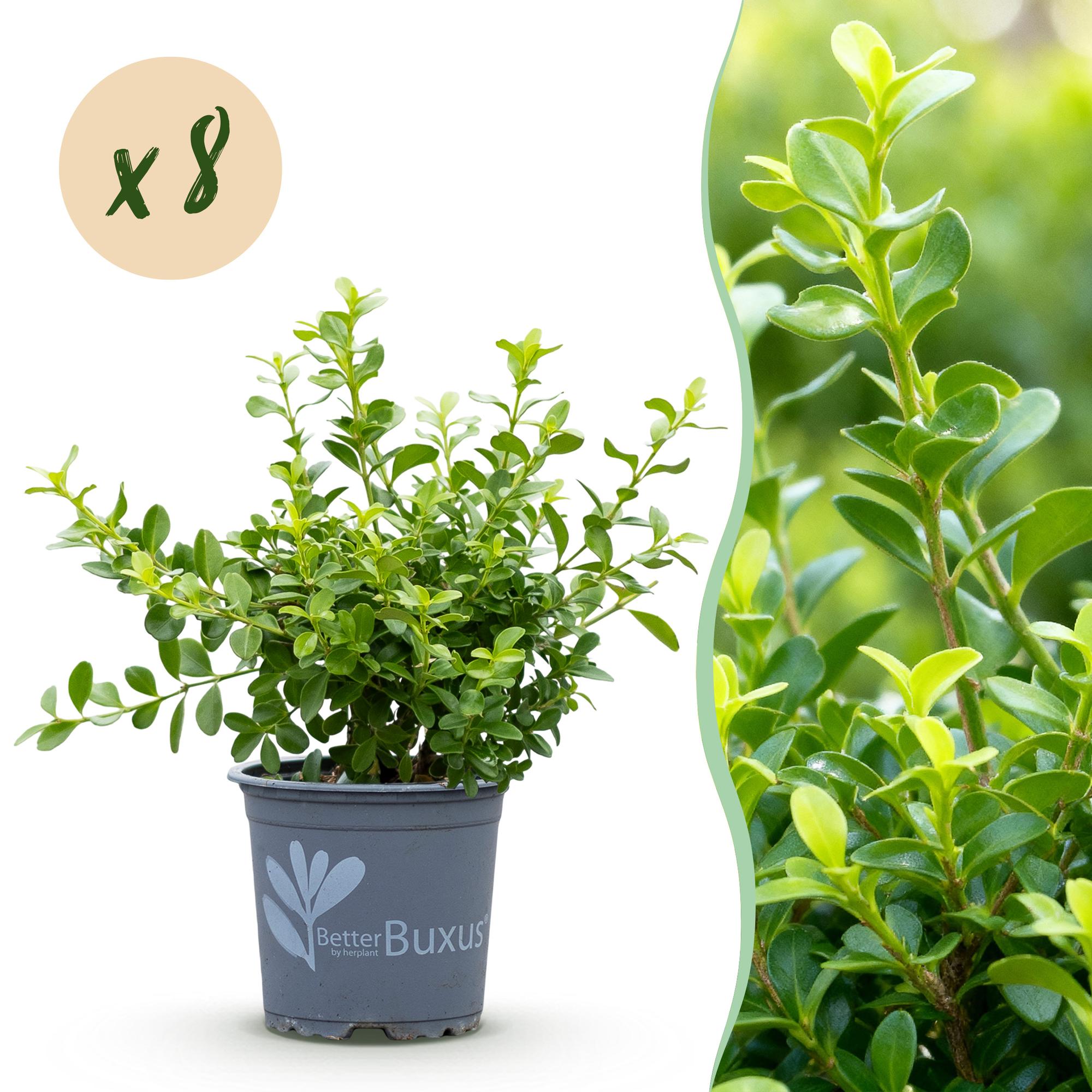 Buxus Haag - BetterBuxus Babylon Beauty - Resistant tegen de Buxus schimmel - 8 planten - 1 strekkende meter - pot 9cm hoogte 20-25