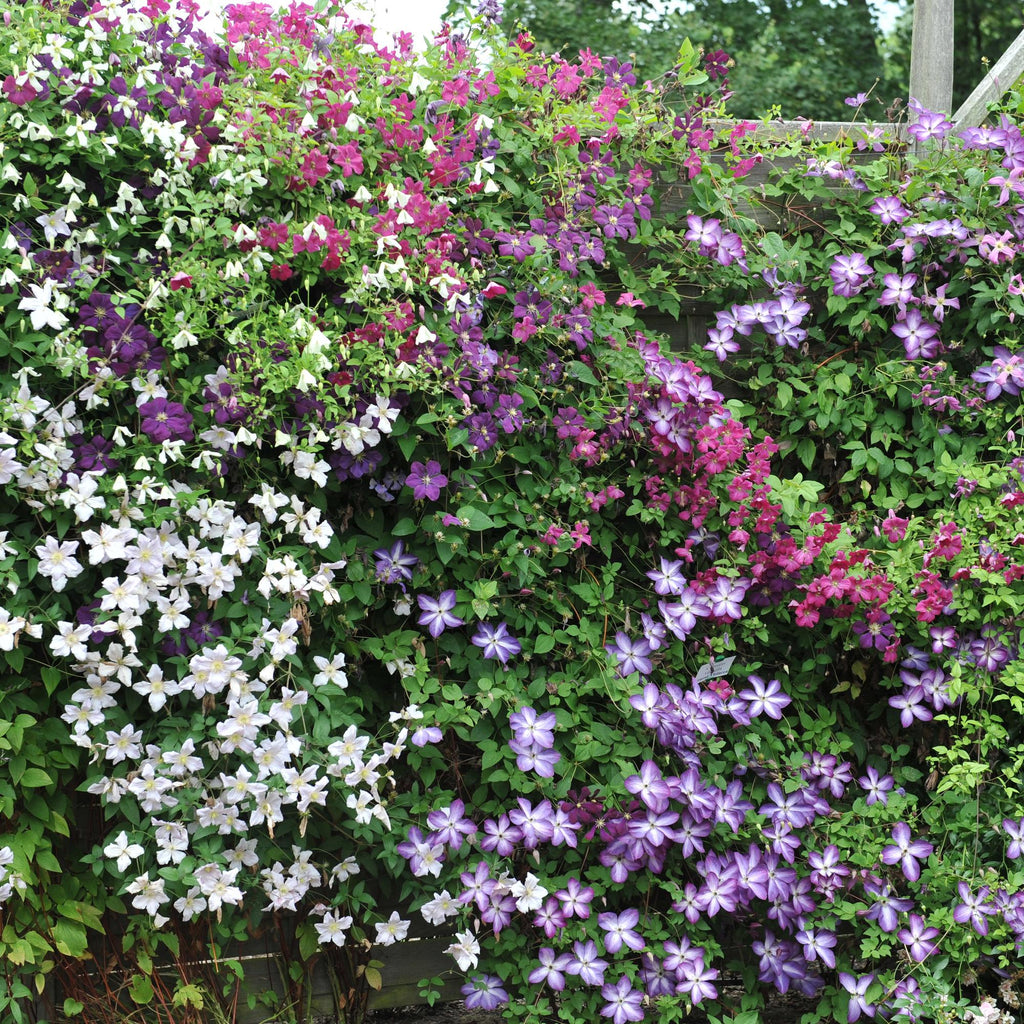 Klimplant - Clematis Rainbow - Bloem Roze Wit Paars Rood - Weinig onderhoud - 4 planten - Pot 11cm Hoogte 40cm