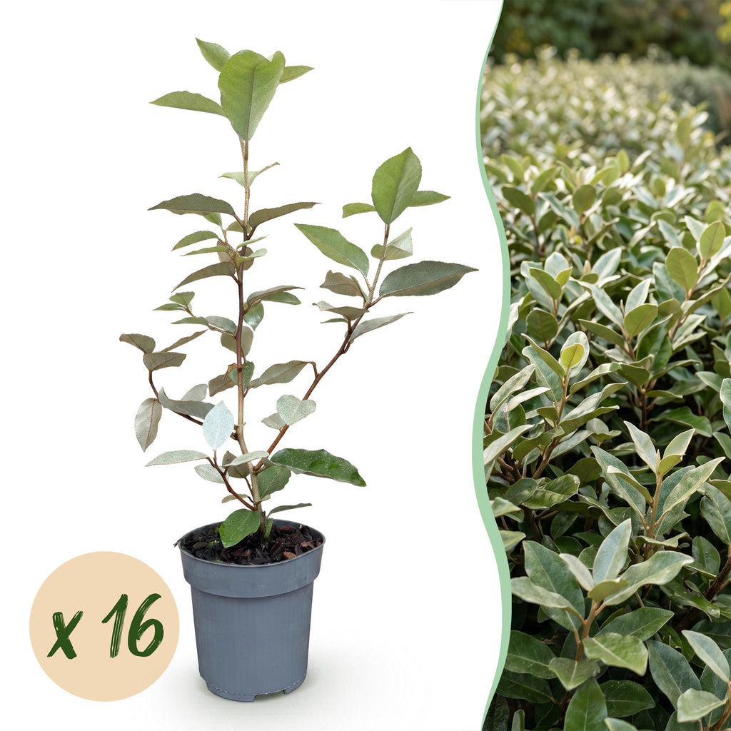 16x Eleagnus ebbingei Compacta - Olijfwilg - Haagplanten - Groenblijvend - Grijs - Pot 9cm - Hoogte 25-35cm