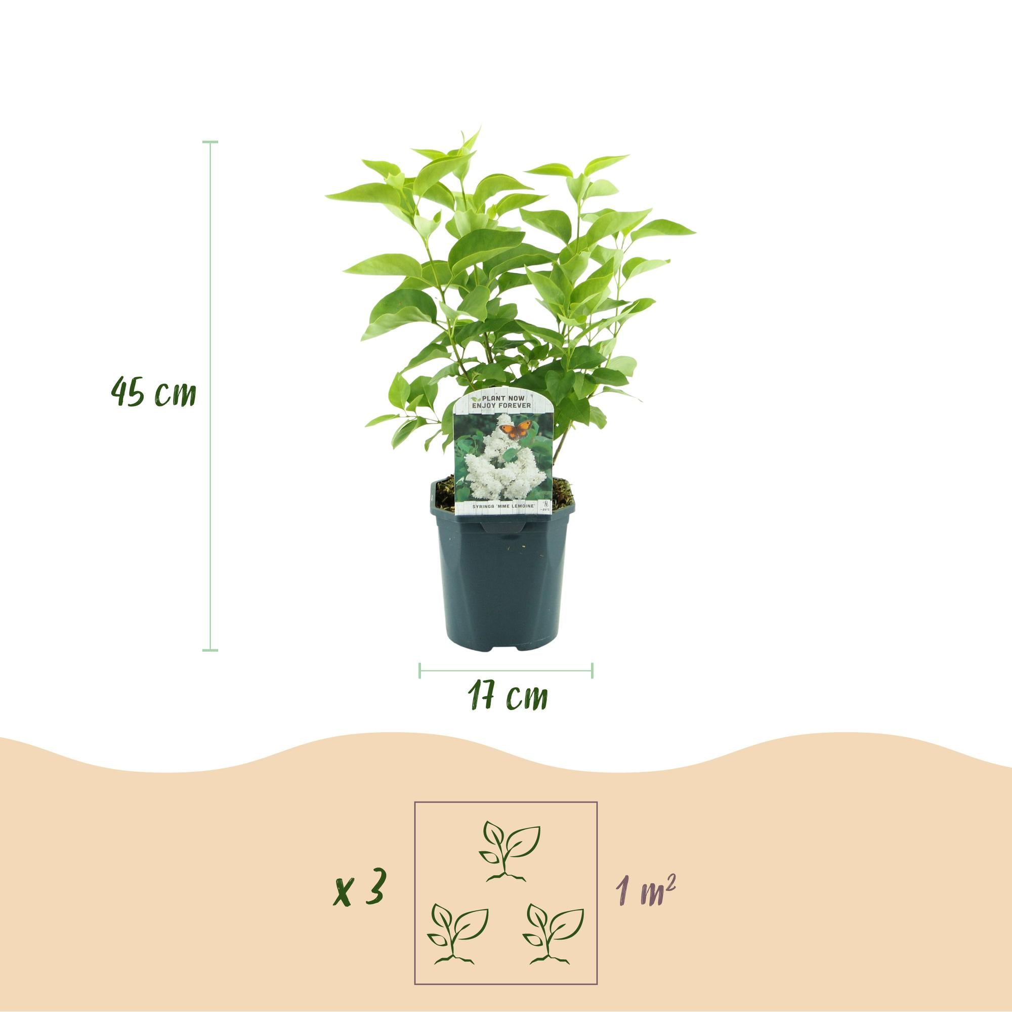 Tuinplant - Syringa vulgaris mme Lemoine - Gewone Sering - Winterhard - Wit - 1 Plant - Pot 17cm - Hoogte 45cm