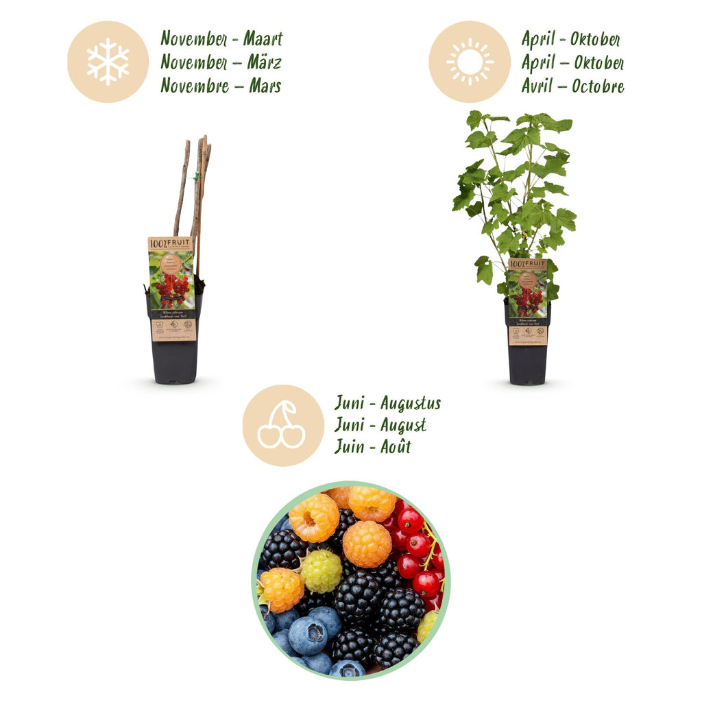 Fruitplant - Ribes -Rubes-Vaccinium Mix - Rainbow - Winterhard - Rode Bes - Zwarte Braam - Gele Framboos - Blauwe Bes - 4 Planten - Pot 15cm - Hoogte 50cm