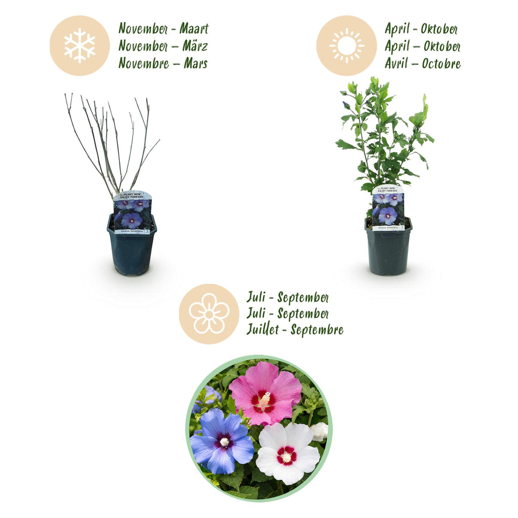 Heesters - Hibiscus syriacus Tricolour - Bloem Roze, Wit en Blauw - 3 Planten - Bladverliezend - Weinig Onderhoud - Pot 17cm Hoogte 45cm