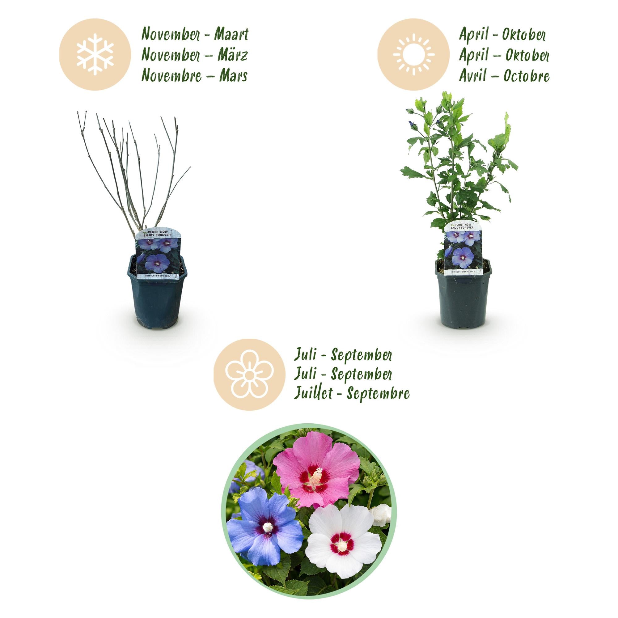 Heesters - Hibiscus syriacus Tricolour - Bloem Roze, Wit en Blauw - 3 Planten - Bladverliezend - Weinig Onderhoud - Pot 17cm Hoogte 45cm