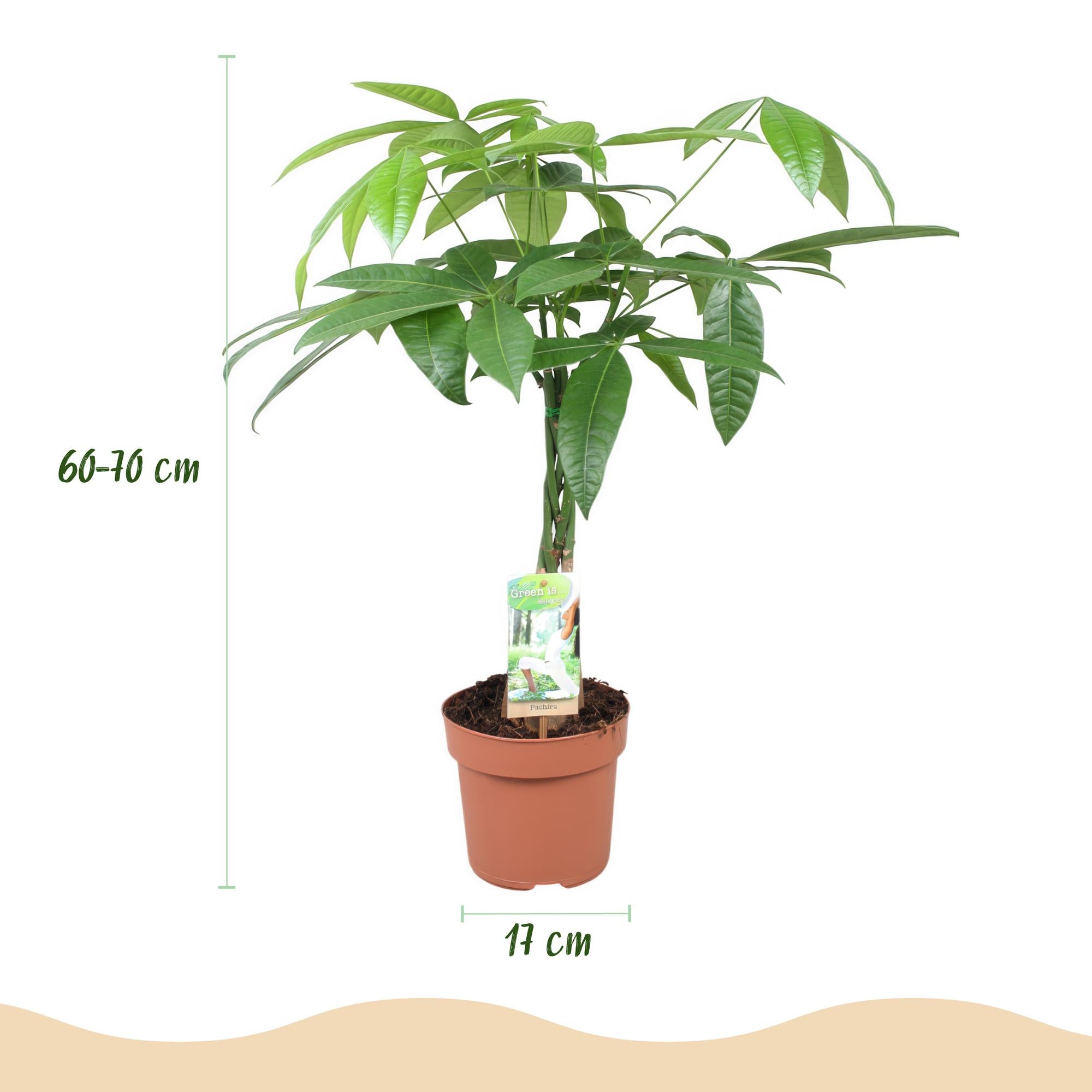 Green is... Kamerplanten - Pachira Aquatica gevlochten stam - Geldboom - Weinig onderhoud - Groen - 1 Plant - Pot 17cm - Hoogte 60-70cm