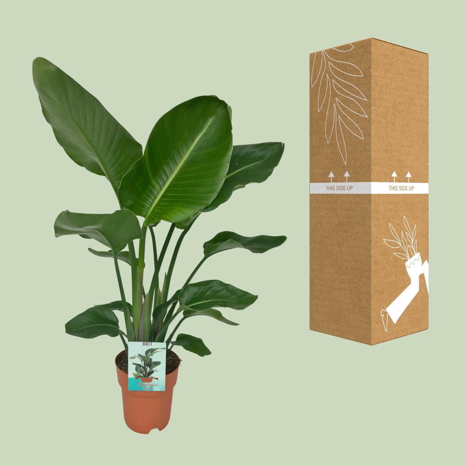 Strelitzia Nicolai - Paradijsvogelplant - Ø19cm - ↕90cm