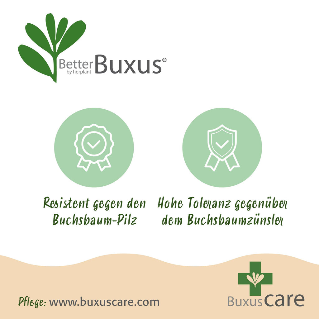 Buxus Haag - BetterBuxus Babylon Beauty - Resistant tegen de Buxus schimmel - 16 planten - 2 strekkende meter - pot 9cm hoogte 20-25