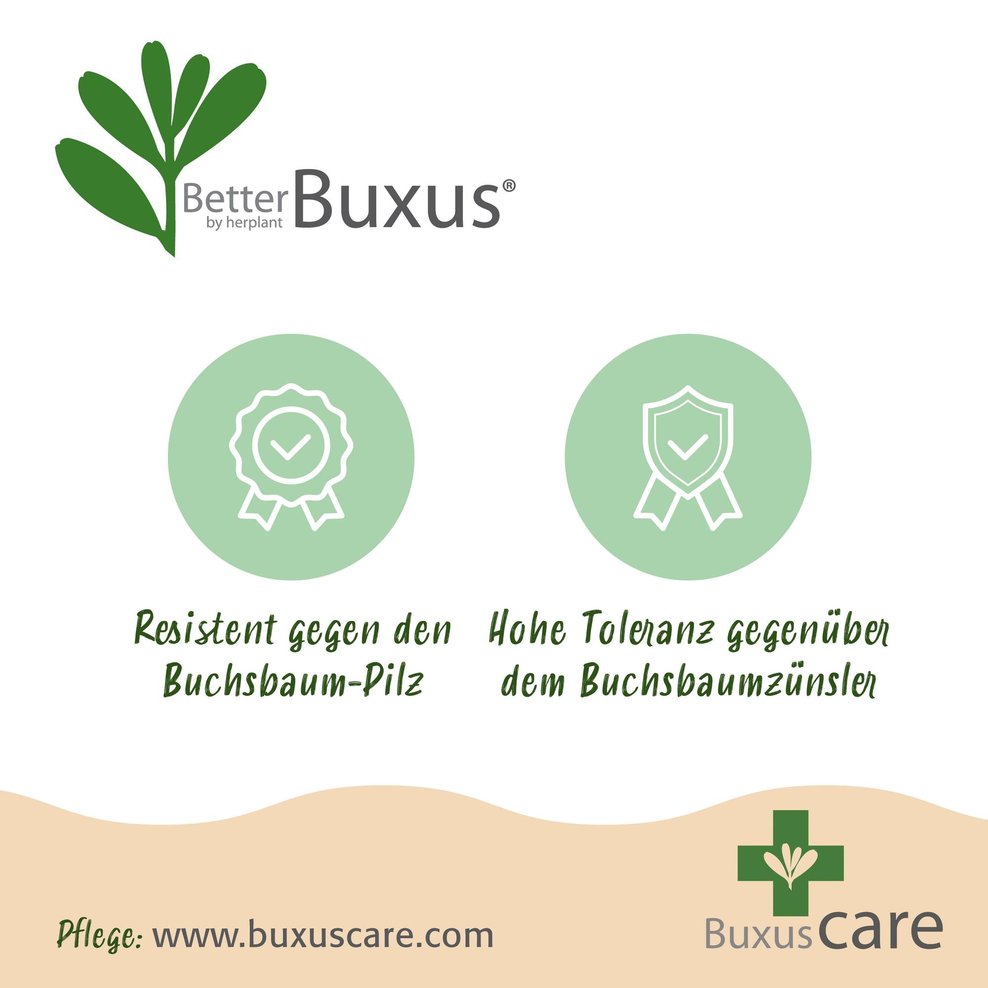 Buxus Haag - BetterBuxus Babylon Beauty - Resistant tegen de Buxus schimmel - 16 planten - 2 strekkende meter - pot 9cm hoogte 20-25