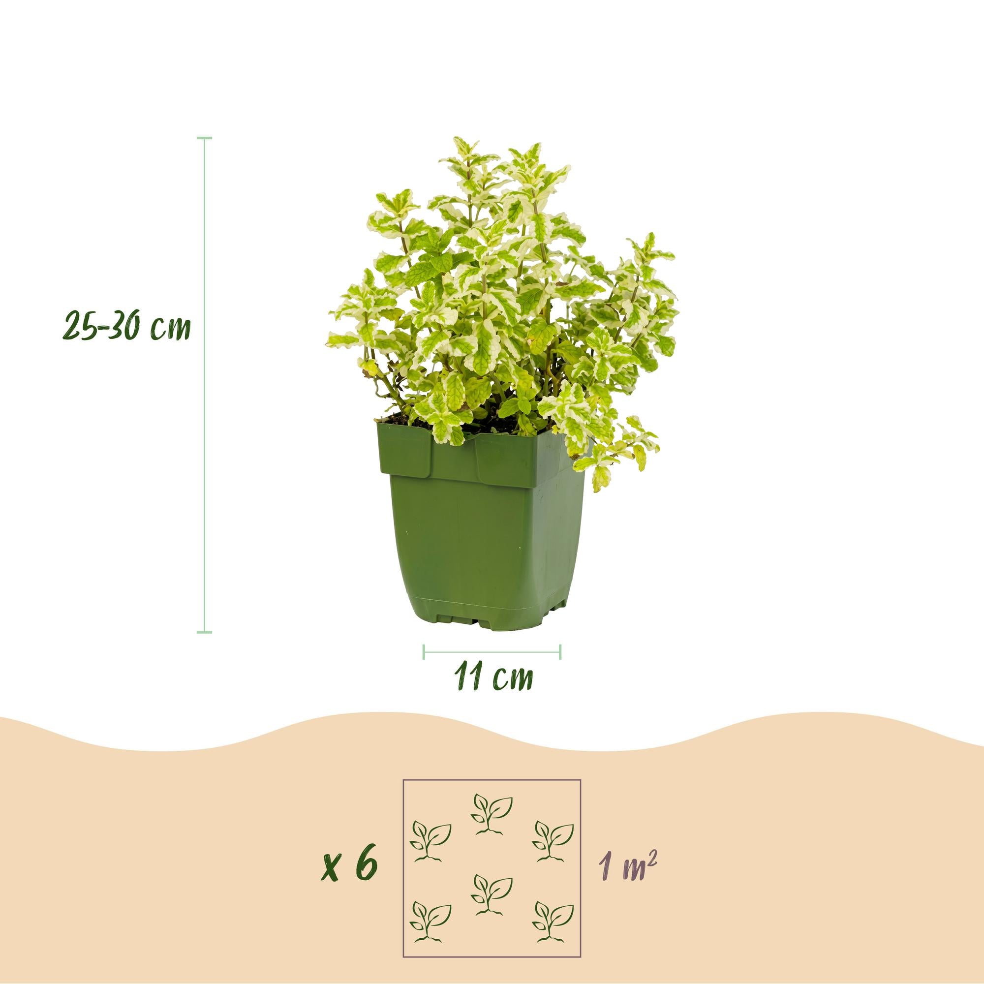 Borderpakket - Thee kruiden - 24 Vaste planten - 3 m2 - Diversen kleuren - Weinig Onderhoud - Pot 11cm