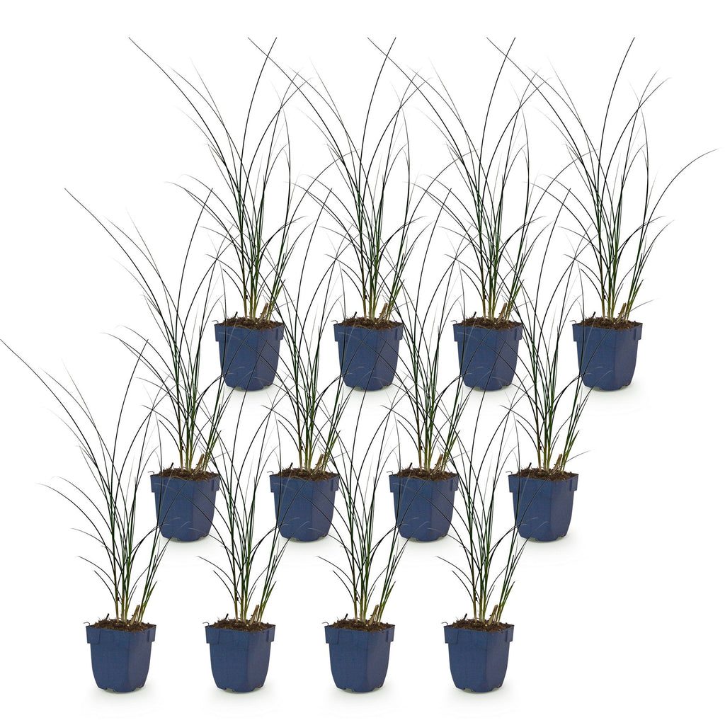 Grassen - Miscanthus sin. Gracillimus - Pampusgras - Met Pluim - Groen - 12 Planten - Pot 11cm - Hoogte 15-25cm