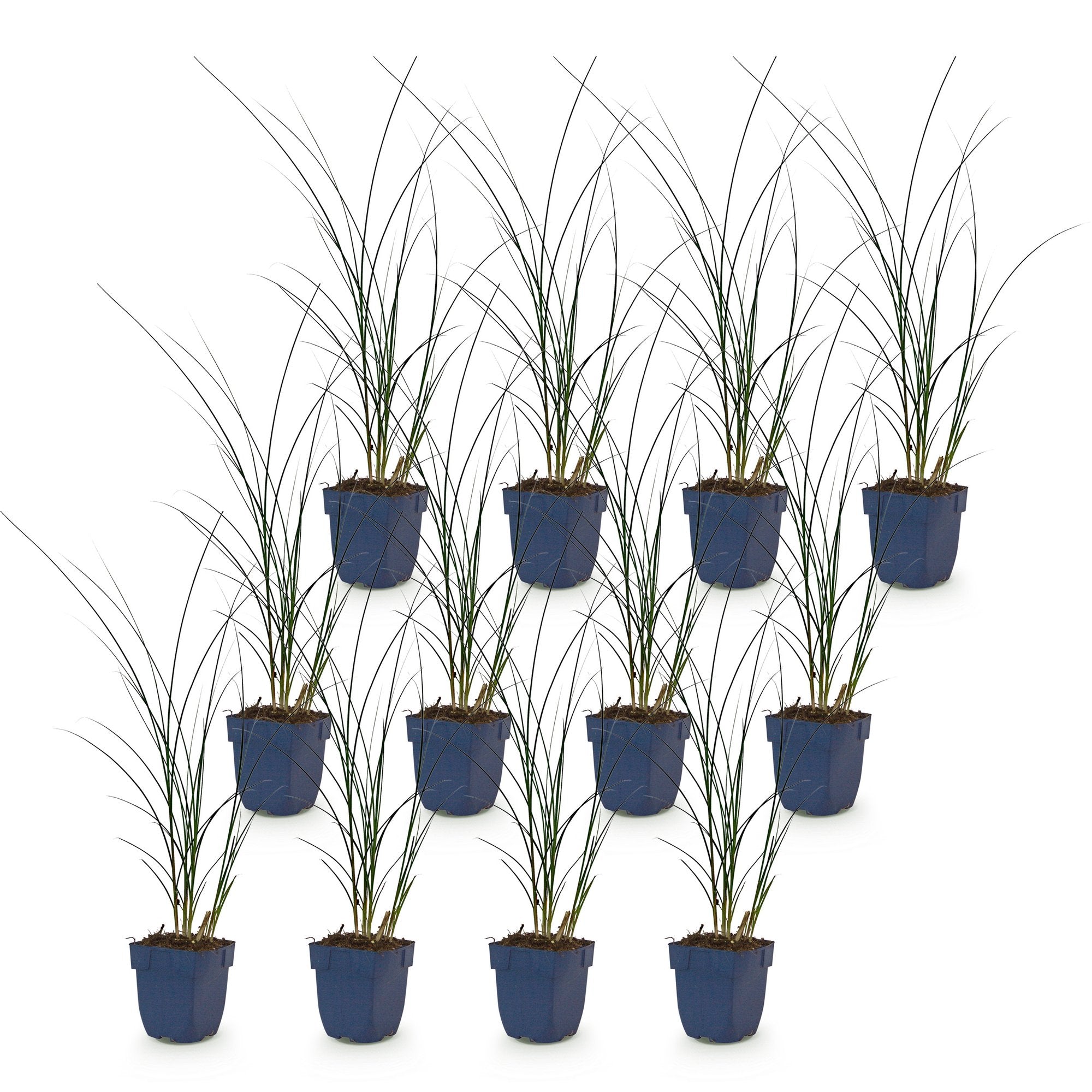 Grassen - Miscanthus sin. Gracillimus - Pampusgras - Met Pluim - Groen - 12 Planten - Pot 11cm - Hoogte 15-25cm
