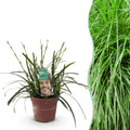 Siergrassen - Carex oshimensis Intense Green - Groen - 1 Plant - Groenblijvend - Winterhard - Pot 17cm Hoogte 50cm