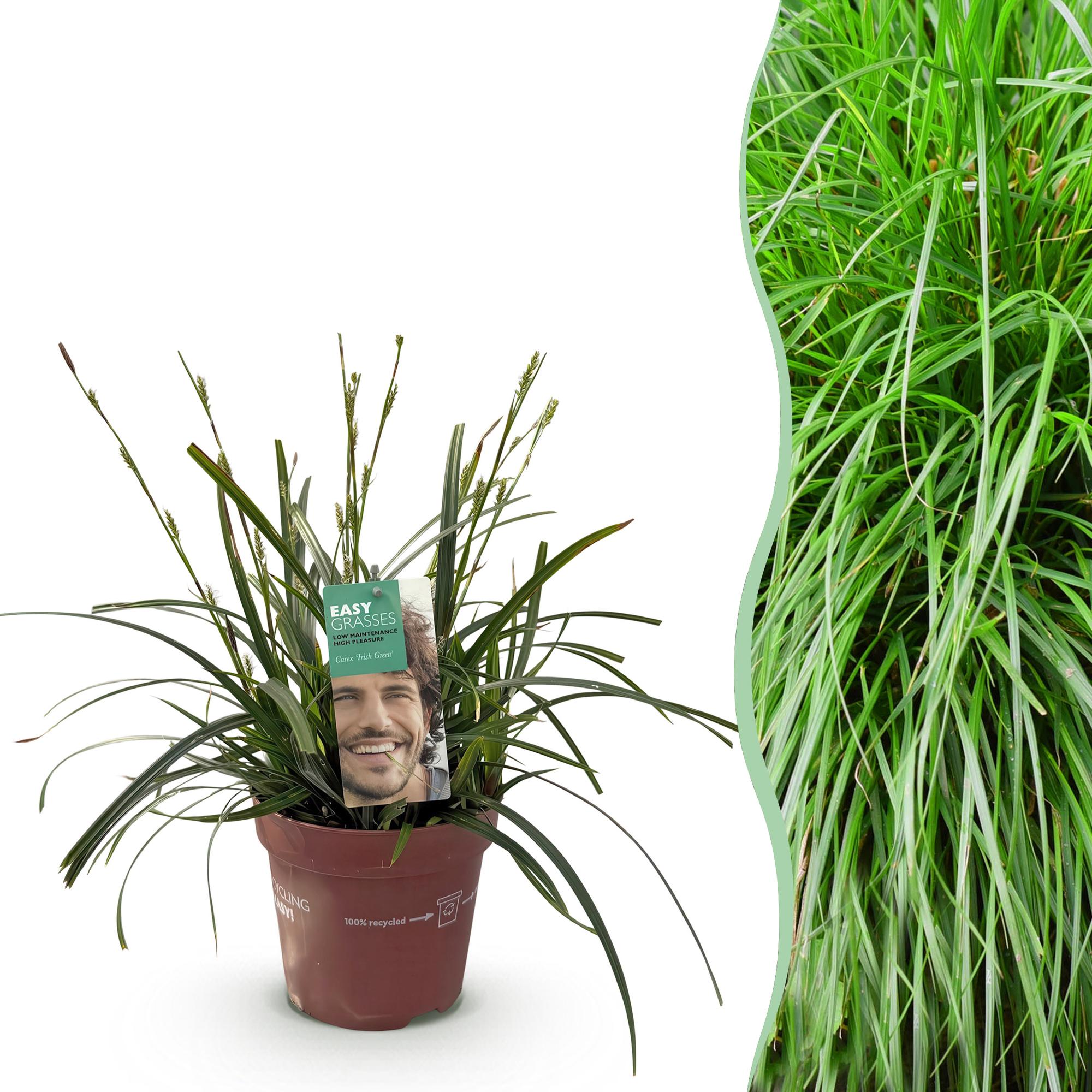 Siergrassen - Carex oshimensis Intense Green - Groen - 1 Plant - Groenblijvend - Winterhard - Pot 17cm Hoogte 50cm