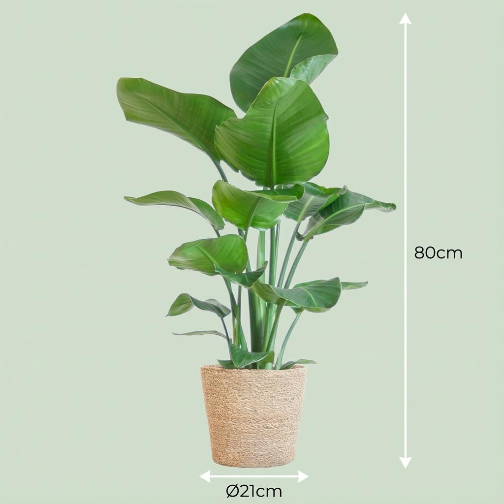 Strelitzia Nicolai met Zeegras mand naturel - 80cm - Ø21