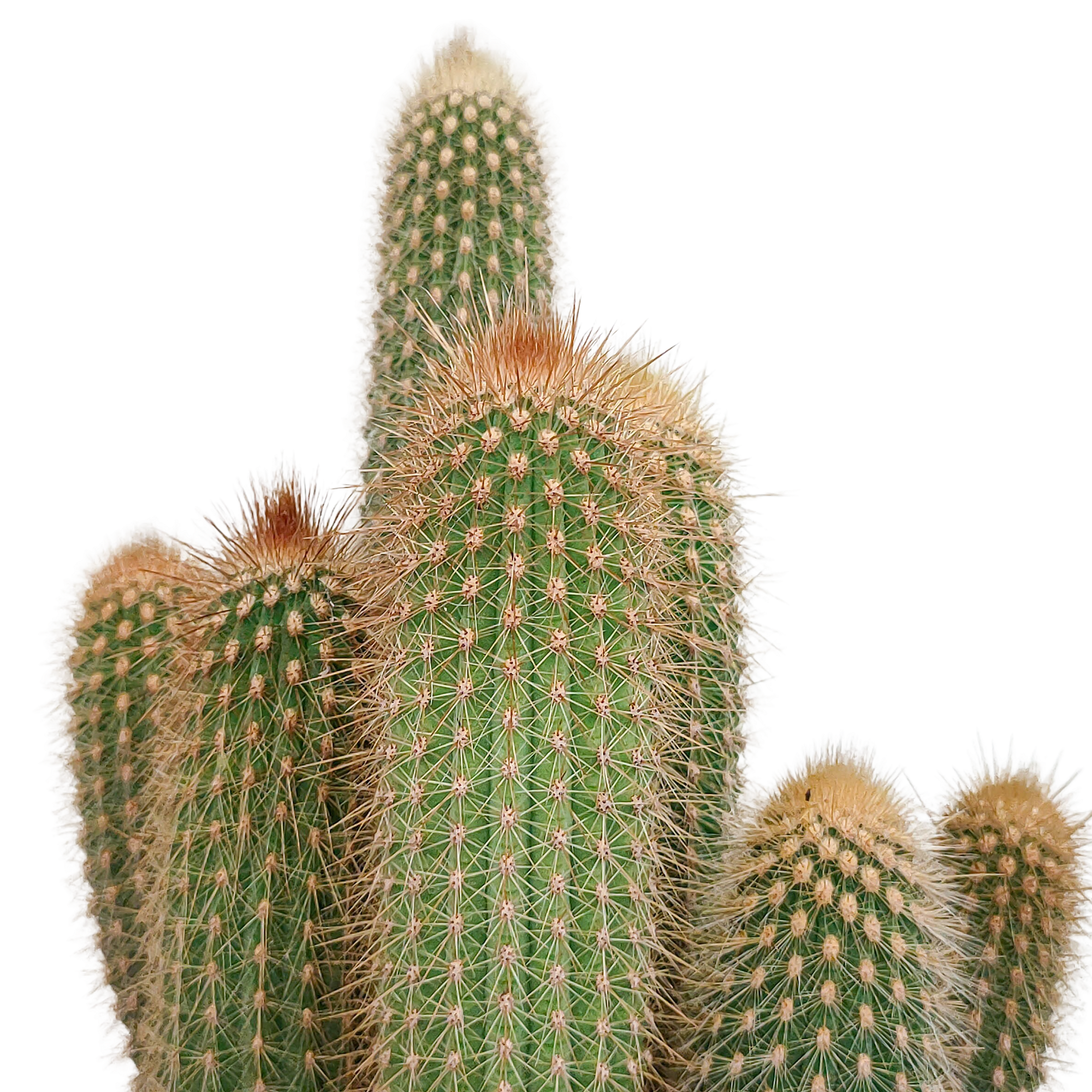 Vatricania guentheri 17 cm - zonder pot