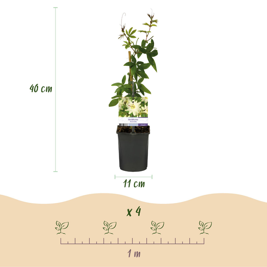 Passiebloem - Passiflora Avalanche  - Bloem  Wit  - Weinig onderhoud - 2 planten - Pot 11cm Hoogte 40cm