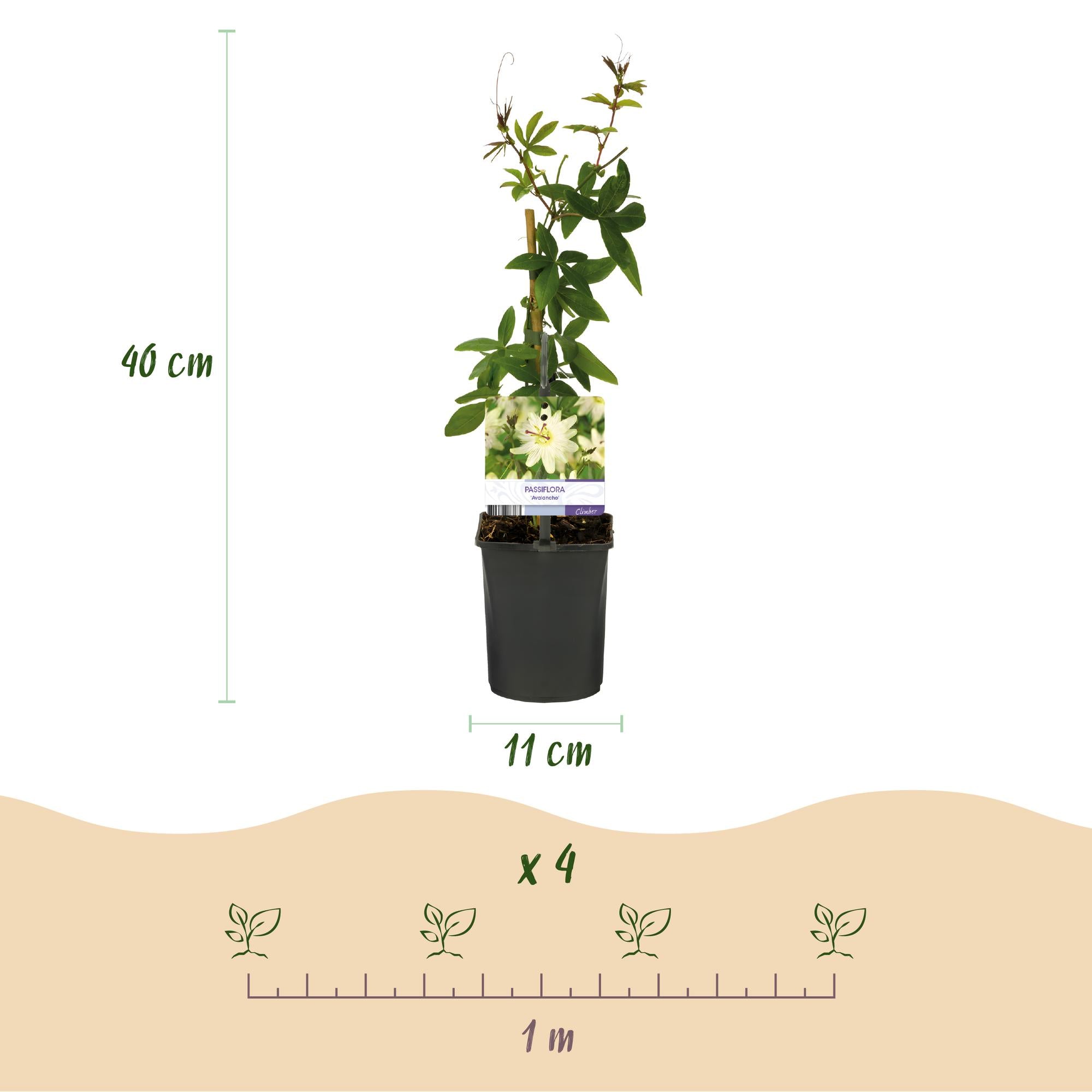 Passiebloem - Passiflora Avalanche  - Bloem  Wit  - Weinig onderhoud - 2 planten - Pot 11cm Hoogte 40cm