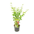 Acer palmatum Going Green - Ø19cm - ↕50cm