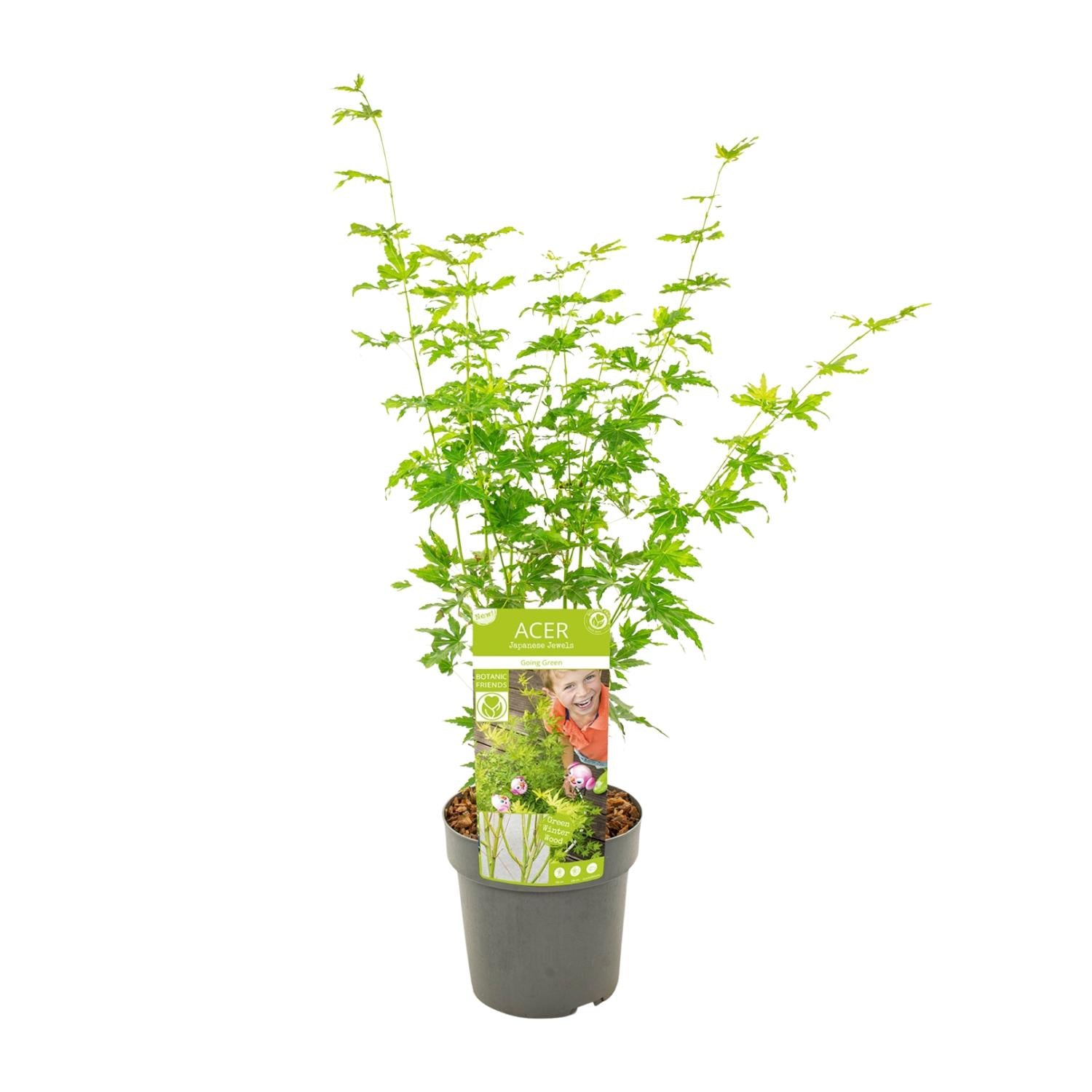 Acer palmatum Going Green - Ø19cm - ↕50cm