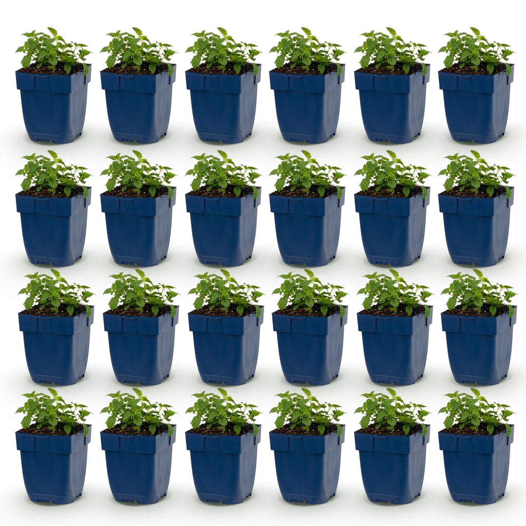 Vasteplant - Nepeta faassenii Snowflake - Kattenkruid - Bijen en Vlinderlokkers - Wit - 24 Planten - Pot 11cm - Hoogte 15-25cm