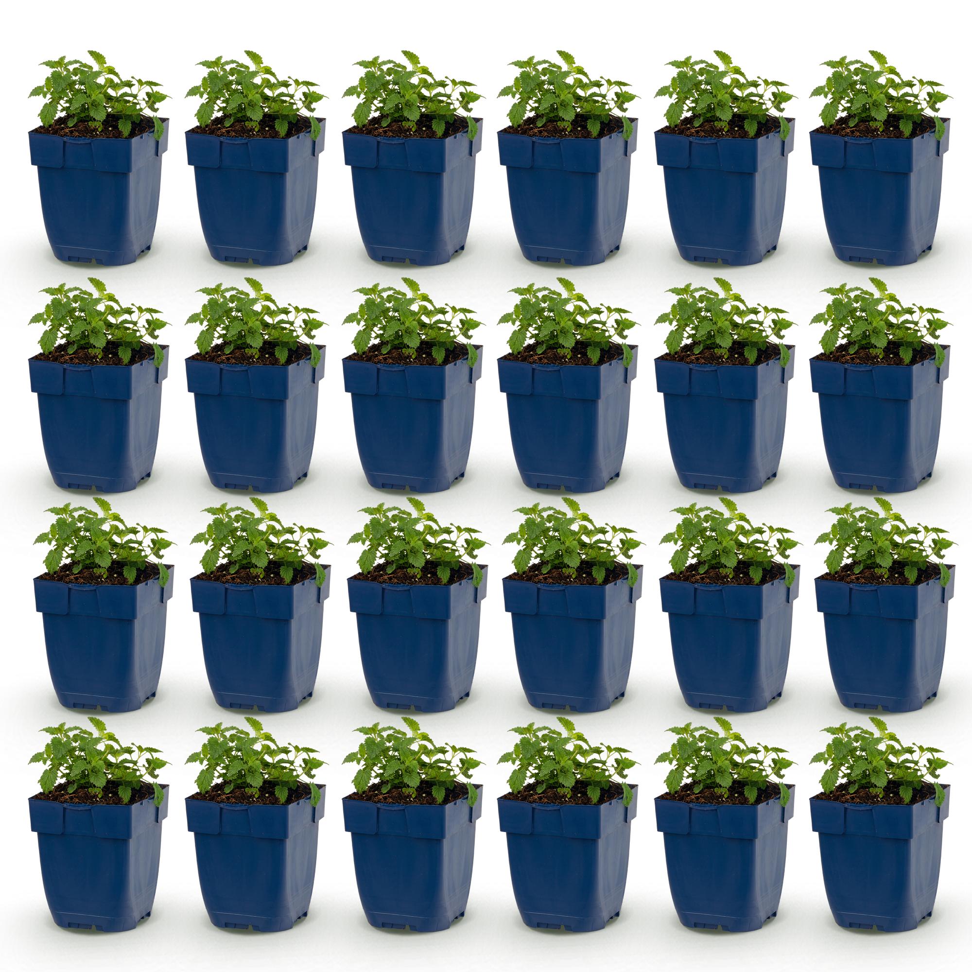 Vasteplant - Nepeta faassenii Snowflake - Kattenkruid - Bijen en Vlinderlokkers - Wit - 24 Planten - Pot 11cm - Hoogte 15-25cm