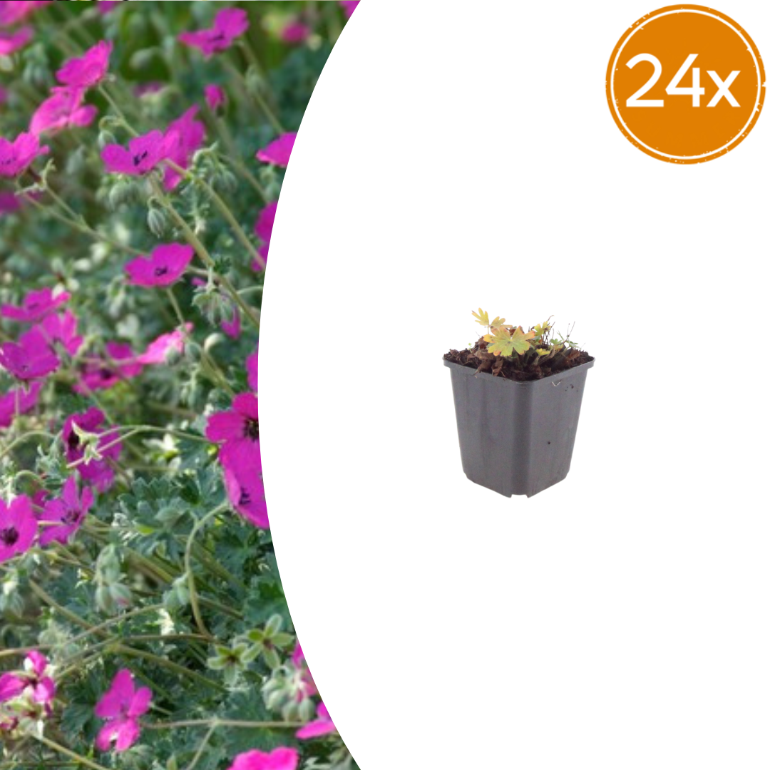 24x Geranium sang. 'Max Frei' - ↕10-25cm - Ø9cm