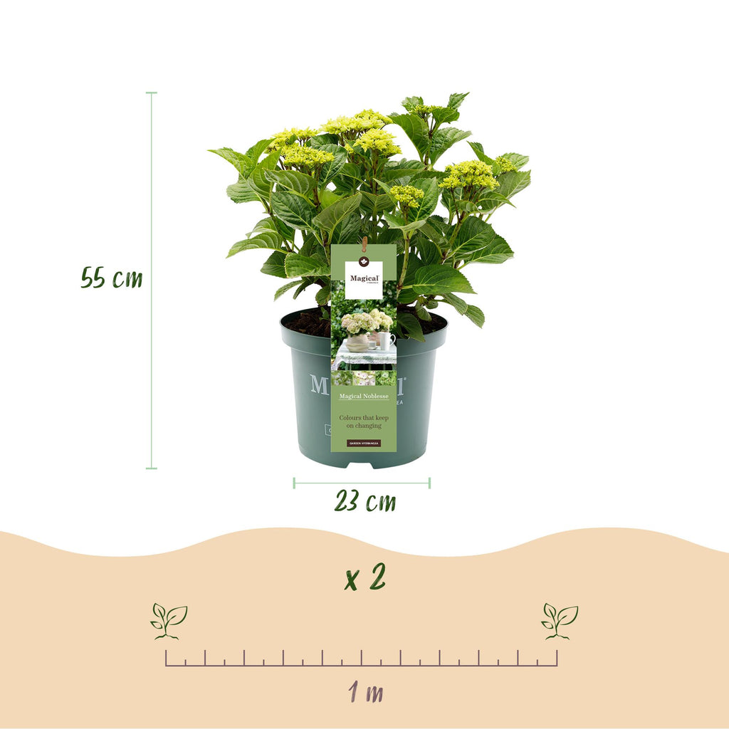 Terrasplant - Hortensia - Hydrangea Magical Nobless - Wit - 6-10 Bloemen - Pot 23cm Hoogte 55cm