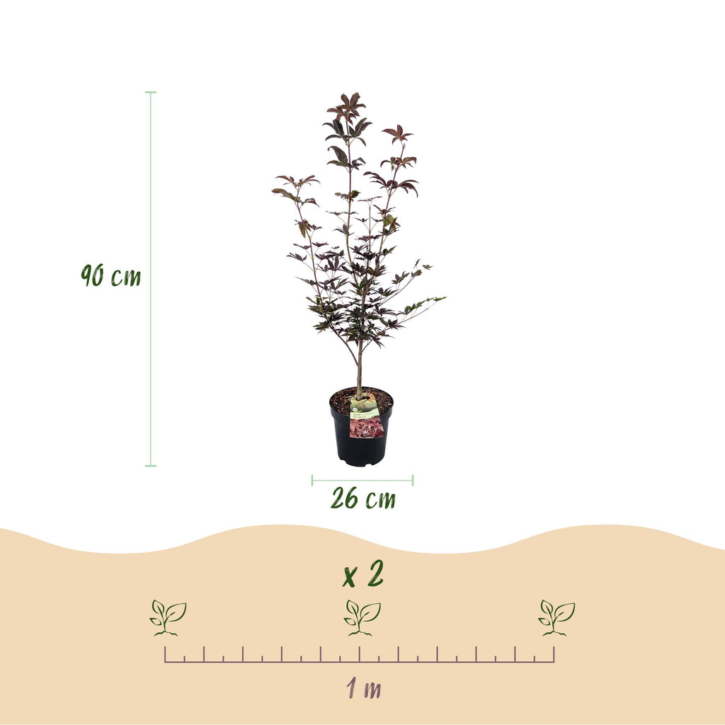 Tuinplant - Acer palmatum Bloodgood - Japanse Esdoorn - Bladverliezend - Rood - 1 - Pot 26cm - Hoogte 90cm