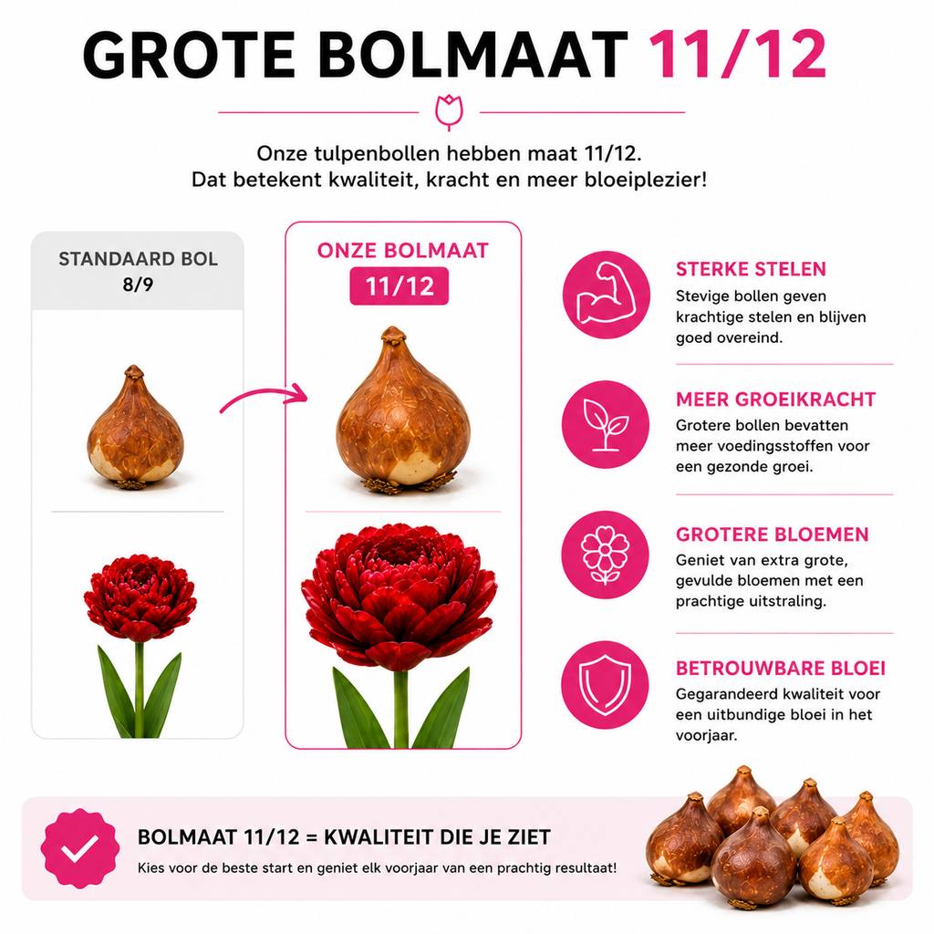 Tulpenbollen Bombastic Red – 20 Stuks | KH Bloembollen® | Rode Pioentulp – Dubbelbloemig & Luxe – Voor Tuin of Pot – Maat 11/12 – Vers van de Teler!