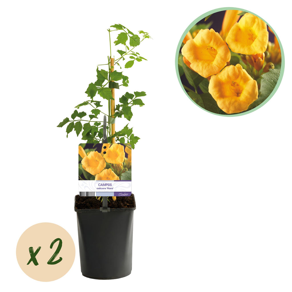 Trompetbloem - Campsis radicans Flave - Bloem Geel - Weinig onderhoud - 2 planten - Pot 11cm Hoogte 40cm