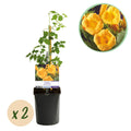 Trompetbloem - Campsis radicans Flave - Bloem Geel - Weinig onderhoud - 2 planten - Pot 11cm Hoogte 40cm