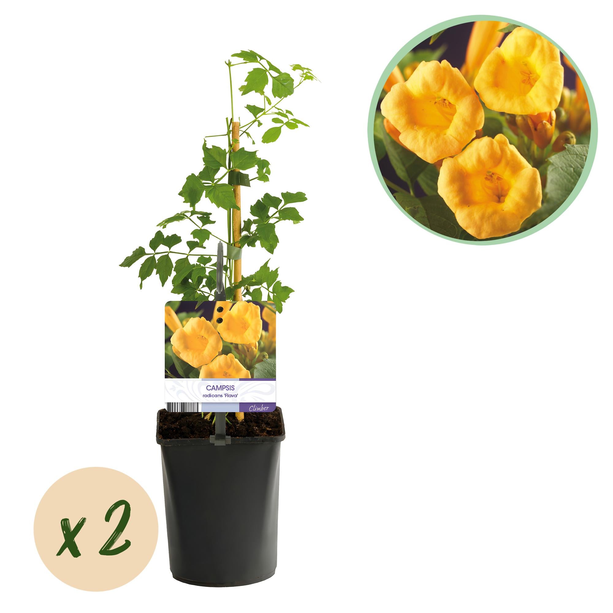 Trompetbloem - Campsis radicans Flave - Bloem Geel - Weinig onderhoud - 2 planten - Pot 11cm Hoogte 40cm