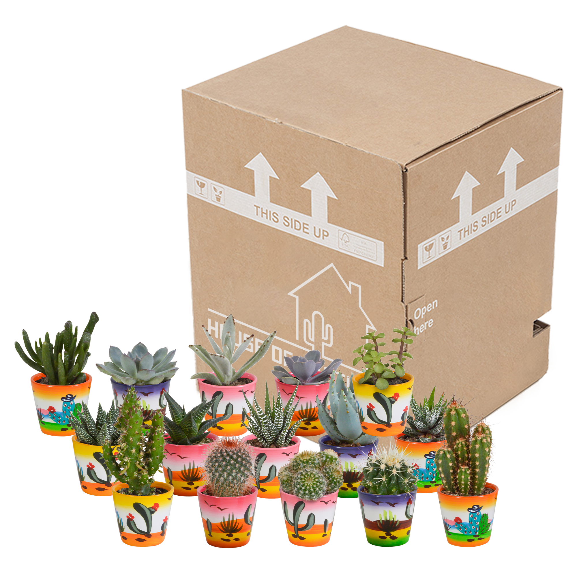 Cactus en vetplanten mix 5.5 cm | 15 stuks - in Mexicaanse pot