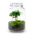 DIY terrarium - Jar - Coffea Arabica - ↕ 28 cm - Normal Jar