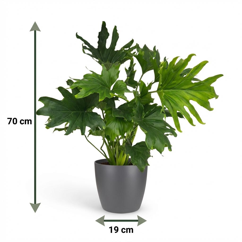 Kamerplant - Philodendron - Philodendron Lickety split - Groen - Weinig onderhoud - 1 Plant - met Potter Grijs - Pot 19cm - Hoogte 70cm