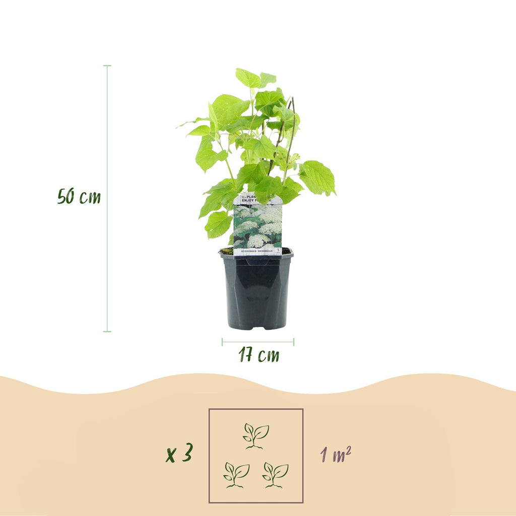 Pluim Hortensia - Hydrangea arborescens Annabelle - Bloem Wit - 1 Plant - Bladverliezend - Grote Bloemen - Pot 17cm Hoogte 50cm