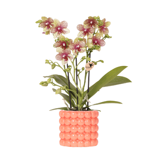 Kolibri Orchids | Oranje orchidee Grosetto met Poppy sierpot oranje– potmaat Ø9 cm – vers van de kweker