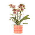 Kolibri Orchids | Oranje orchidee Grosetto met Poppy sierpot oranje– potmaat Ø9 cm – vers van de kweker