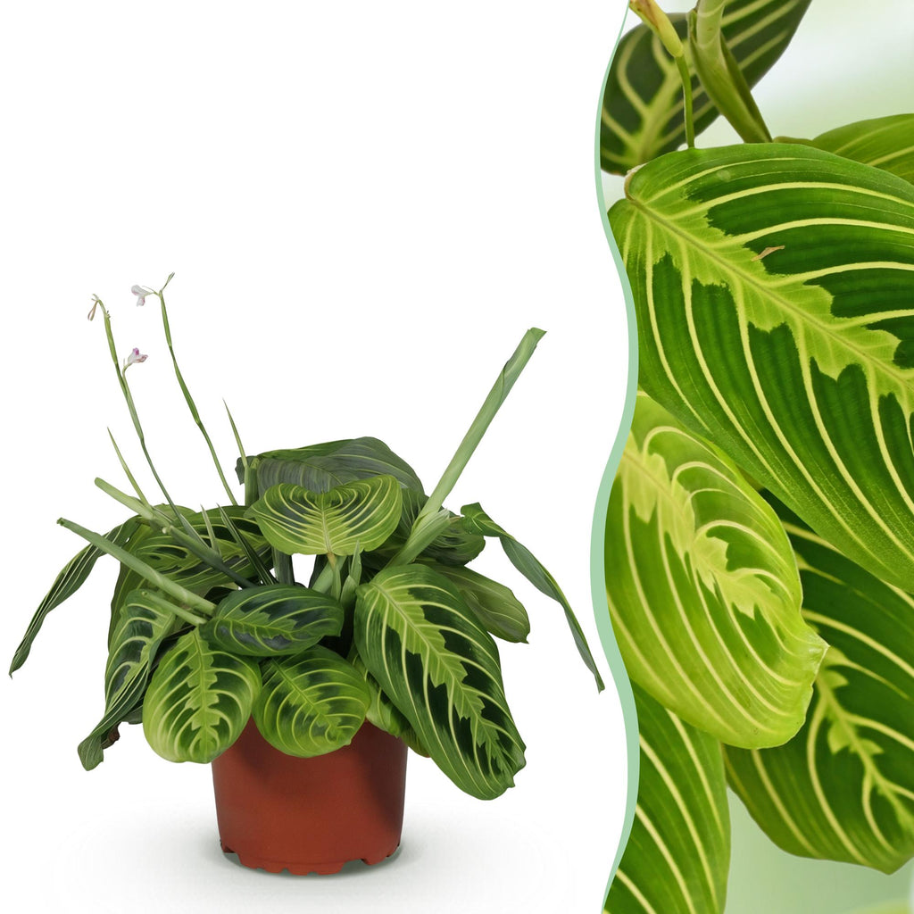 Kamerplant - Maranta Fascinator Lemon Lime - Gebedsplant - Huisdiervriendelijke Plant - Groen - 1 Plant - Pot 12cm - Hoogte 25cm