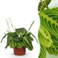 Kamerplant - Maranta Fascinator Lemon Lime - Gebedsplant - Huisdiervriendelijke Plant - Groen - 1 Plant - Pot 12cm - Hoogte 25cm