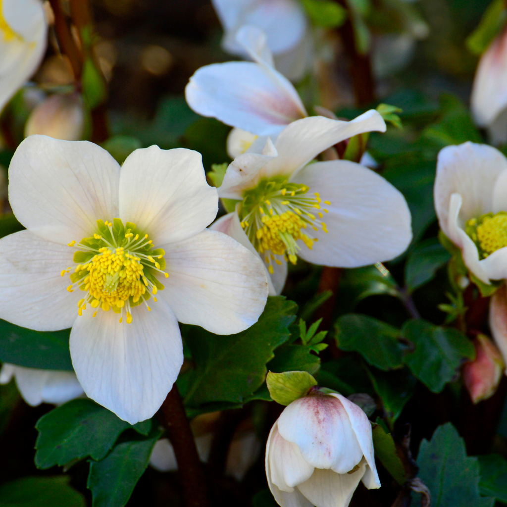 60x Helleborus orientalis - ↕10-25cm - Ø9cm