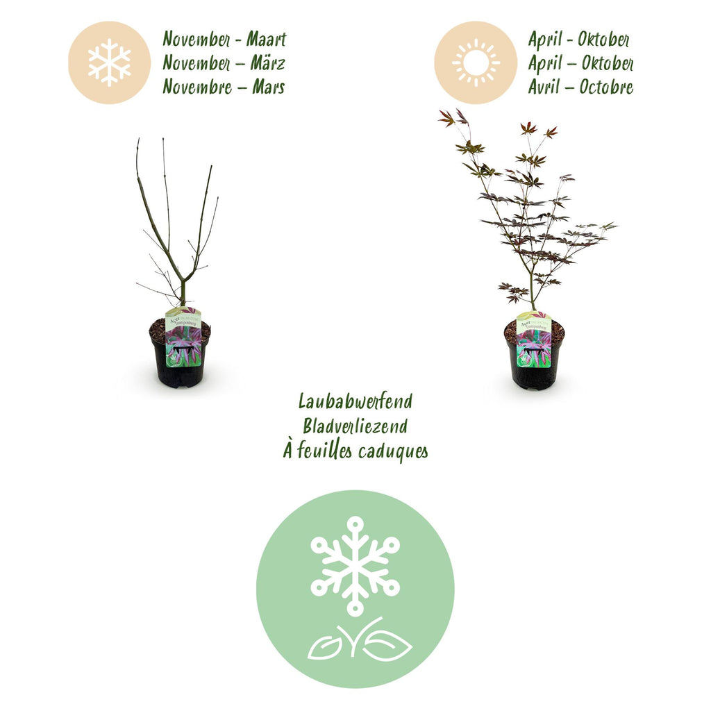 Terrasplant - Japanse Esdoorn - Acer palmatum Trompenburg -Donker Paars - 2 Planten - Bladverliezend - Pot 19cm Hoogte 70cm