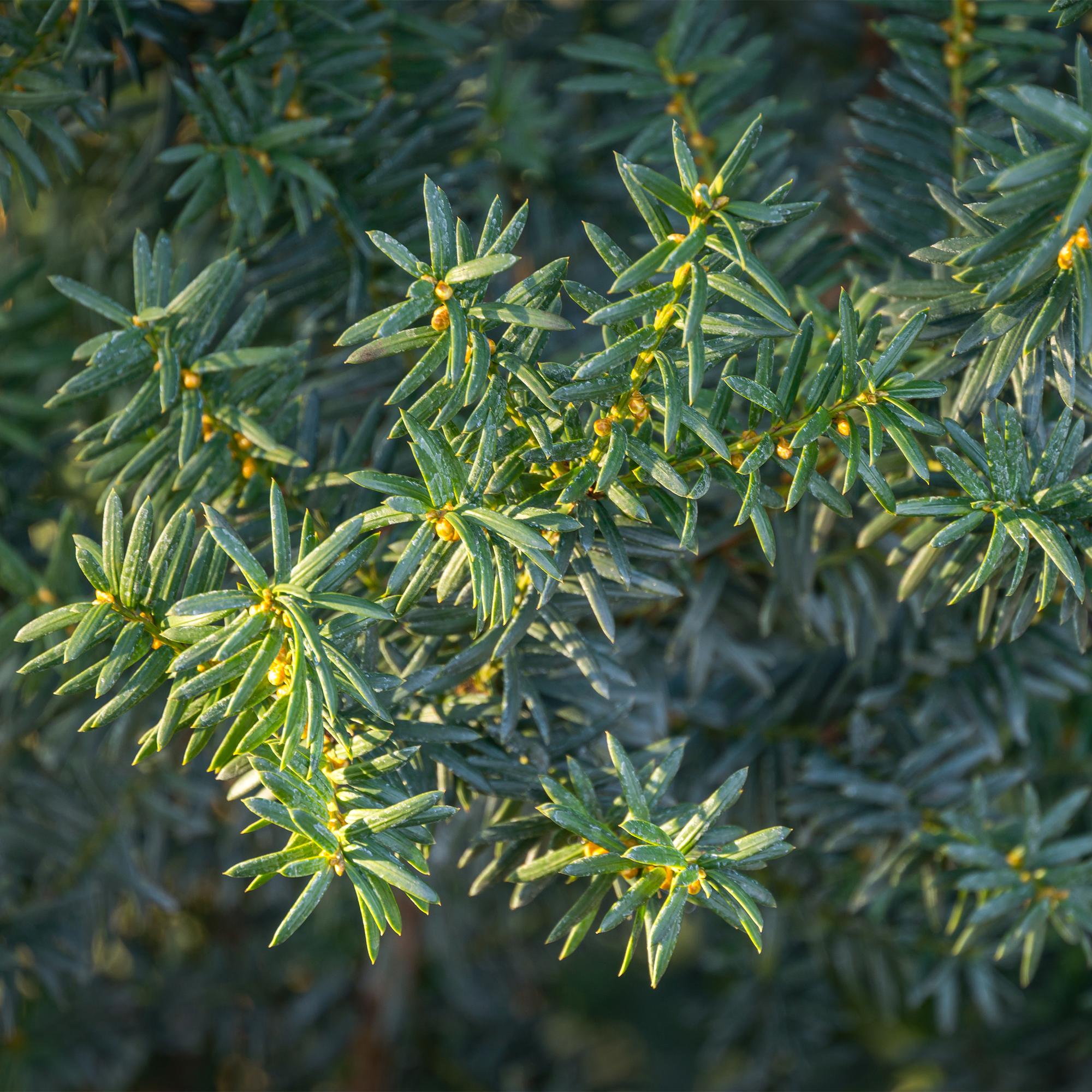 Haagplanten - Taxus media Hilii - blad groen - 6 planten - 1 strekkende meter - groenblijvend - pot 17cm hoogte 60cm