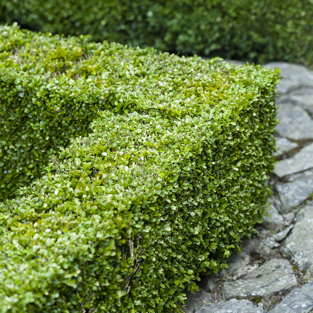 Haagplanten - Buxus sempervirens -  blad groen - 6 planten - 1 strekkende meter - groenblijvend - pot 17cm hoogte 45cm