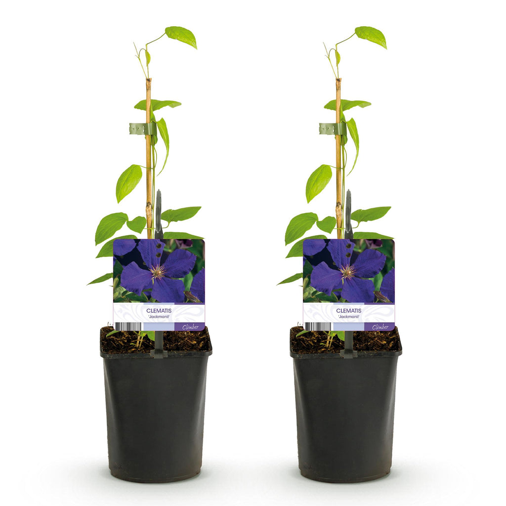 Klimplant - Clematis Jackmanii - Bloem Blauw - Weinig onderhoud -2 planten -  Pot 11cm Hoogte 40cm