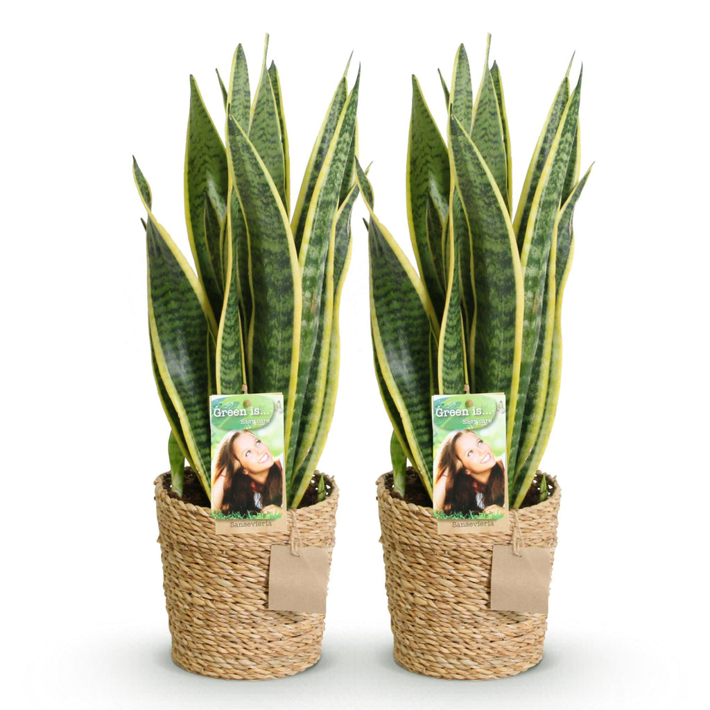 Green is... Kamerplanten - Sanseveria Laurentii - Vrouwentong - Weinig onderhoud - met mand - Groen - 2 Planten - Pot 17cm - Hoogte 60-70cm
