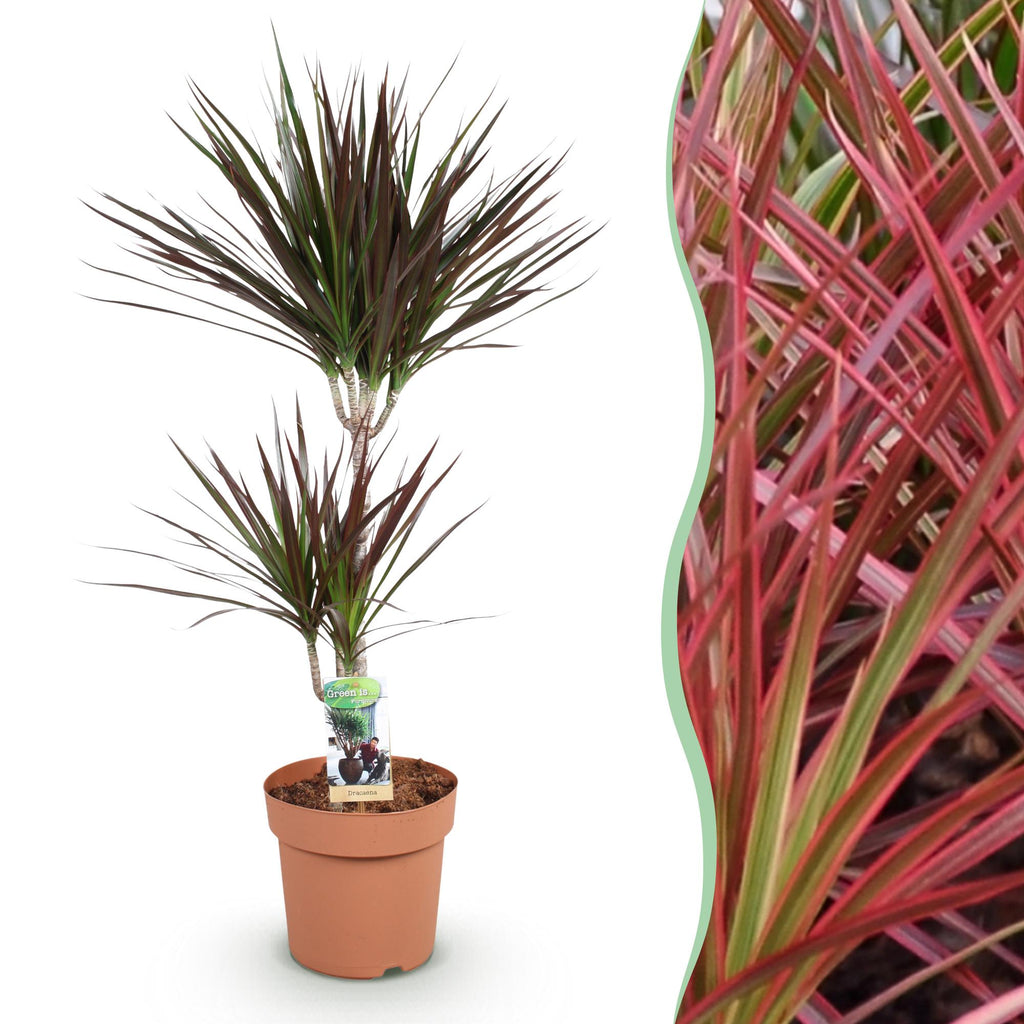Green is... Kamerplanten - Dracaena Magenta - Drakenbloedboom - Weinig onderhoud - Groen - 1 Plant - Pot 21cm - Hoogte 90-100cm
