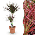 Green is... Kamerplanten - Dracaena Magenta - Drakenbloedboom - Weinig onderhoud - Groen - 1 Plant - Pot 21cm - Hoogte 90-100cm